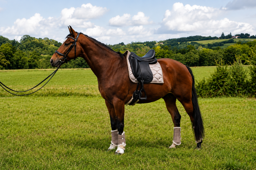 Vente de cheval : John C Sollenburg